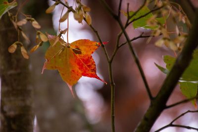 Close-up of maple leaves on branch