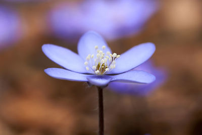 Close-up of purple flowering plant