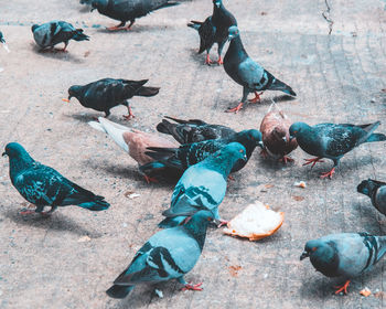 High angle view of pigeons on street