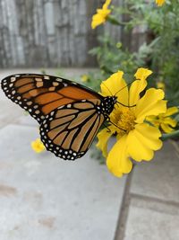 Close-up of butterfly pollinating on flower