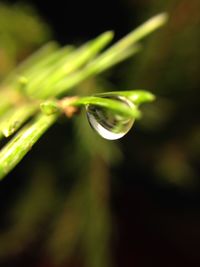 Close-up of water drops on leaf