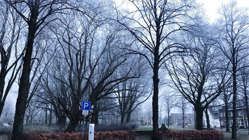 Bare trees against sky