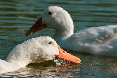 Close-up of swan swimming in lake