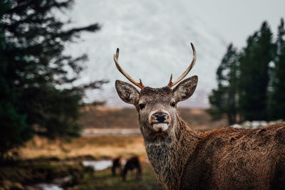 Portrait of deer on a field