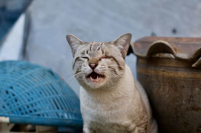 Close-up portrait of a cat