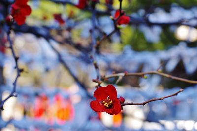 Close-up of red flower growing on tree