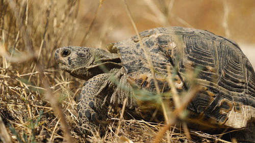 Close up of a large land tortoise lying on dry yellow grass. summer, sunny day. side view