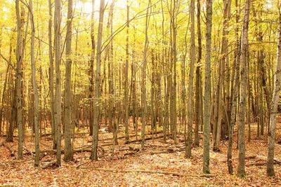 Trees in forest