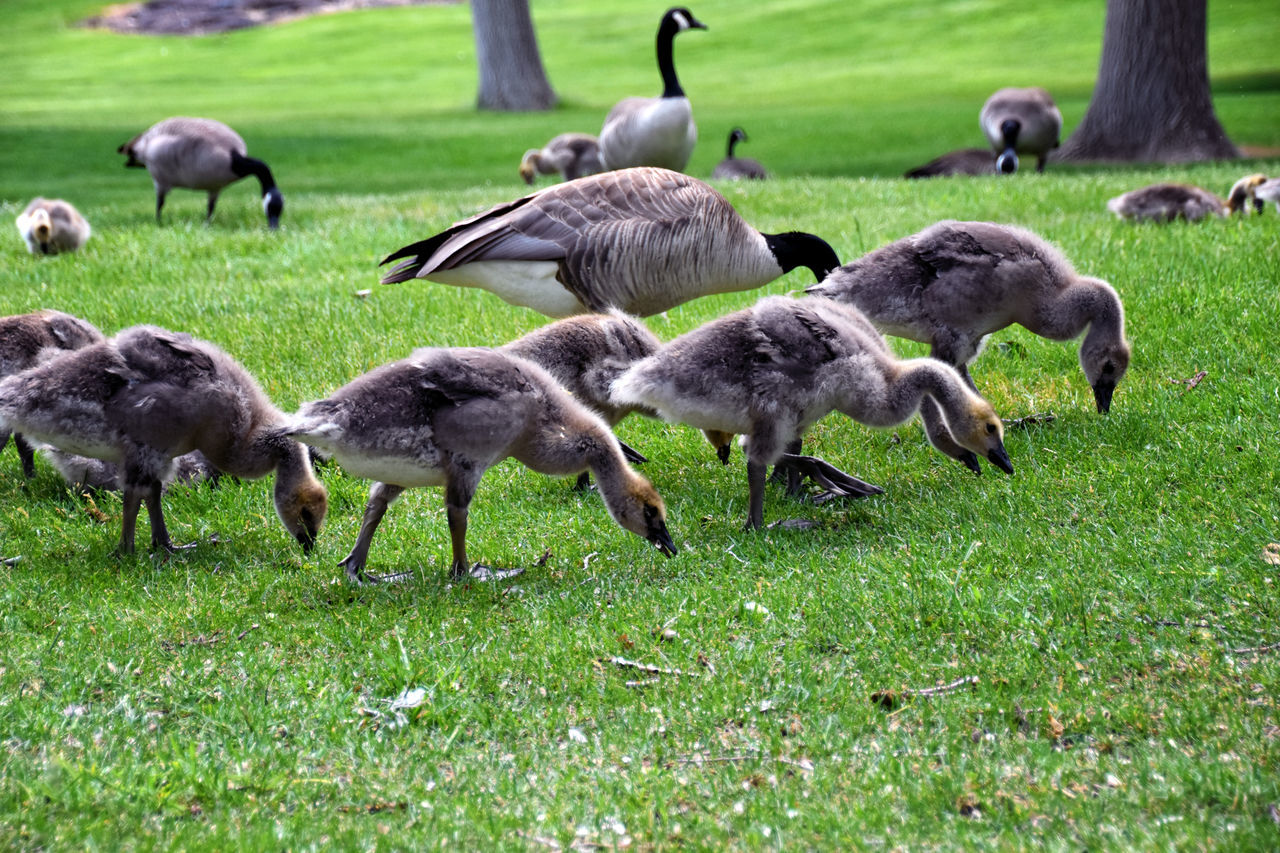 animal themes, animal, grass, group of animals, bird, wildlife, animal wildlife, plant, large group of animals, water bird, nature, field, land, goose, no people, green, ducks, geese and swans, day, duck, canada goose, outdoors, beauty in nature, environment, plain, flock of birds