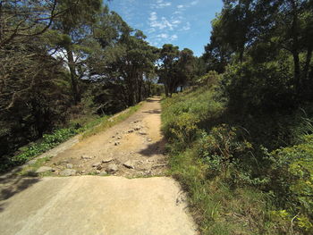 Road amidst trees in forest