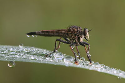 Close-up of insect on plant