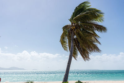 Palm tree by sea against sky