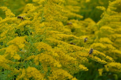 Close-up of bees on yellow flowers in plants
