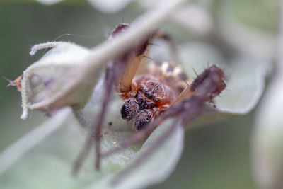 Close-up of honey bee pollinating on flower