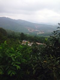 Scenic view of trees and mountains against sky