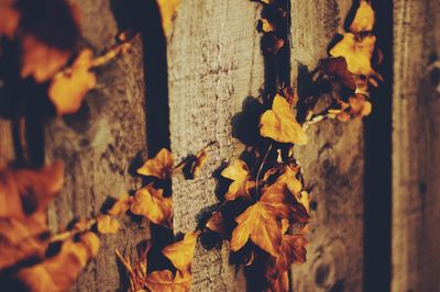 Close-up of yellow leaves