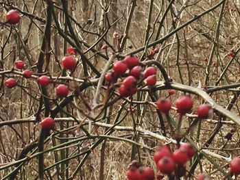 Close-up of cherries on tree