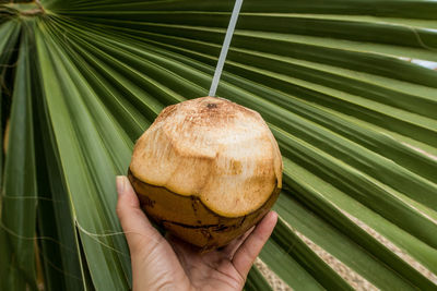 Close-up of hand holding coconut with palm leaf in background 