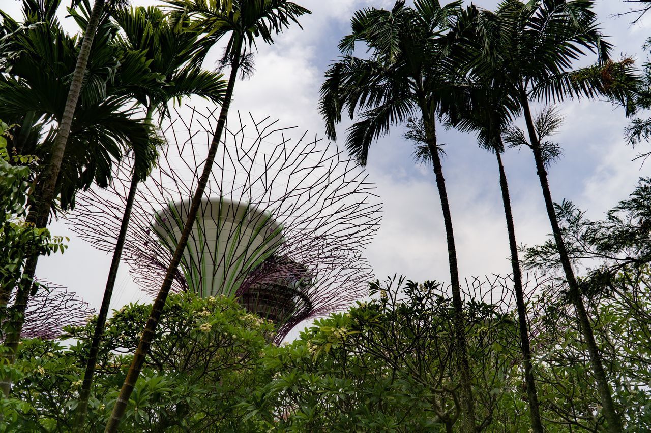 LOW ANGLE VIEW OF COCONUT PALM TREE AGAINST SKY