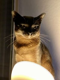 Close-up portrait of a cat at home