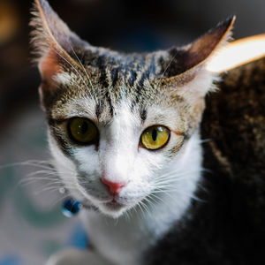 Close-up portrait of a cat