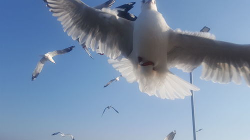 Low angle view of seagulls flying against sky