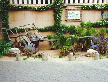 Potted plants in city