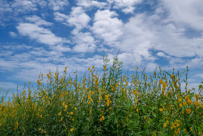 Yellow flowering plants on field against sky