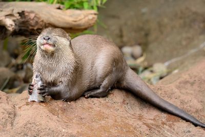 Close-up of otter