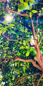Low angle view of fruits on tree