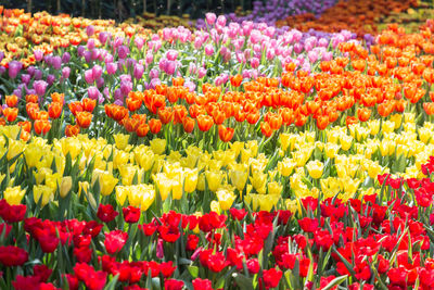 Multi colored tulips in red flowers