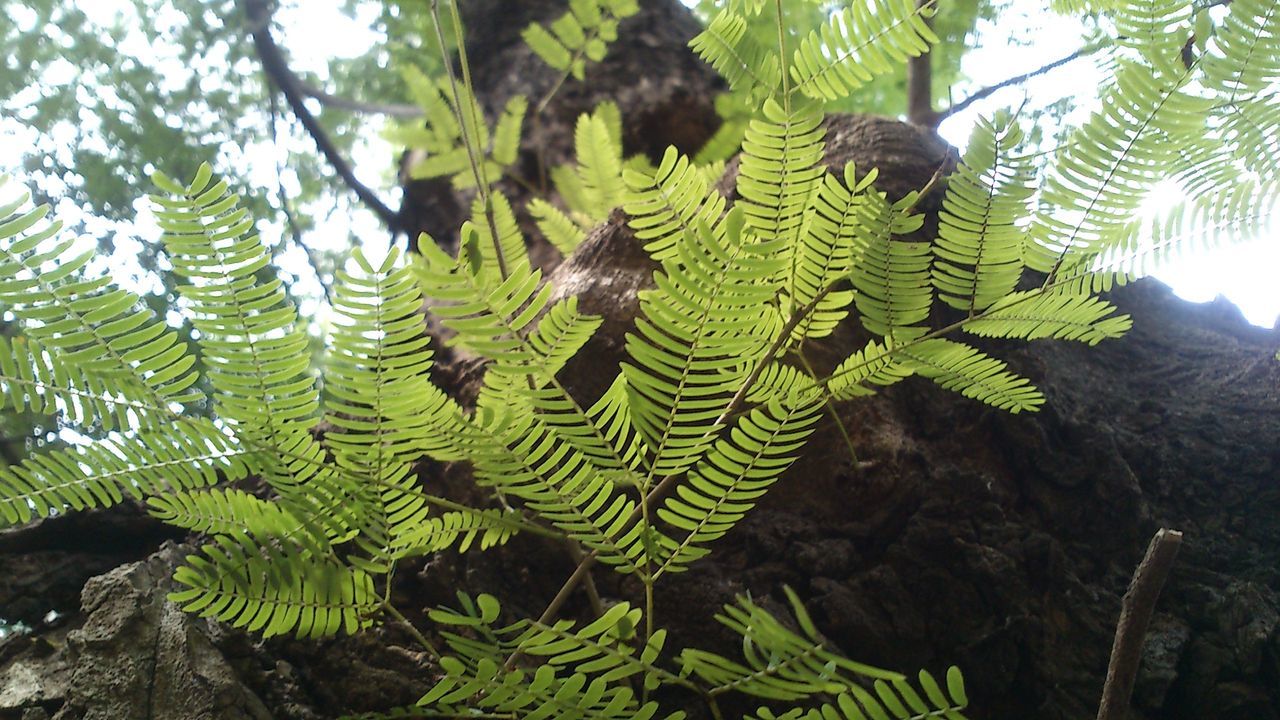 CLOSE-UP OF LEAVES ON TREE TRUNK