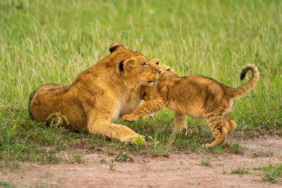 Two lion cubs play fighting in grass
