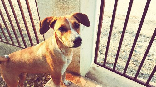 Close-up portrait of dog on railing