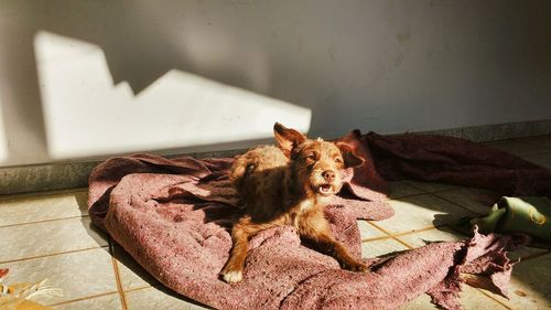 Dog relaxing on floor at home, with beautiful morning light 