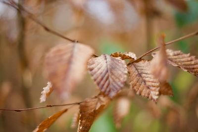 Close-up of dry leaves