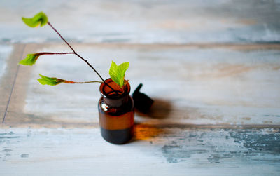 High angle view of small plant in bottle on table