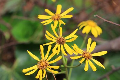 Close-up of yellow flowering plant