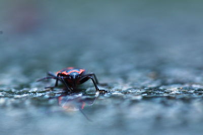 Close-up of spider