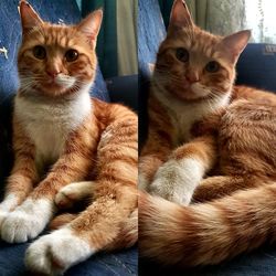 Portrait of cats on carpet at home