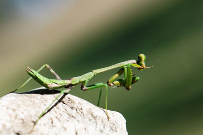 Close-up of insect on rock