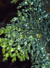 Close-up of snow on plant