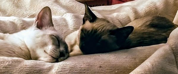 Close-up of dog sleeping on sofa