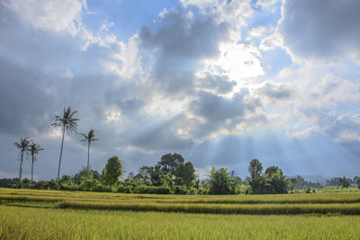 Scenic view of agricultural field against sky