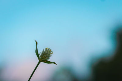 Low angle view of flowering plant against clear sky