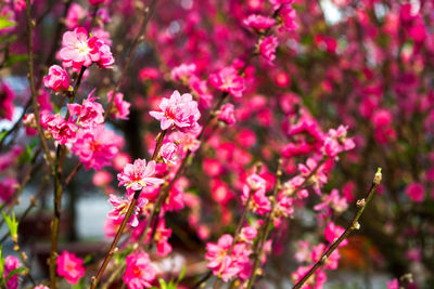 Close-up of pink flowers