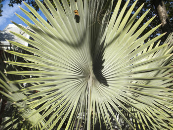 High angle view of palm leaf