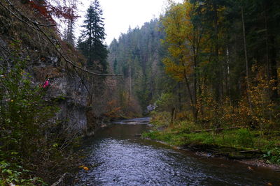 River amidst trees in forest during autumn