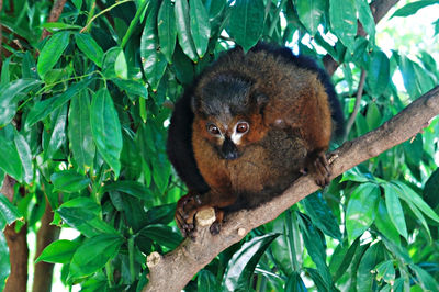 Portrait of a squirrel