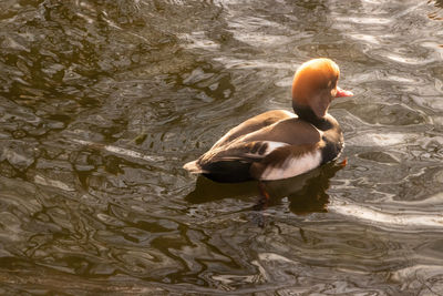 High angle view of duck swimming in lake